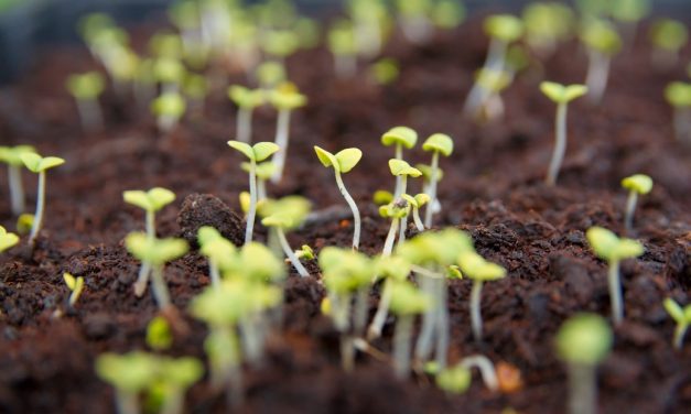 Wie Werte und Innovation zusammenpassen